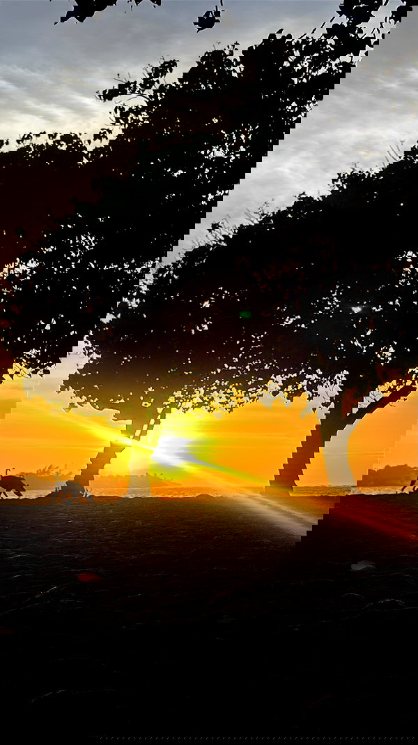 mosssaico mosssaico archive image