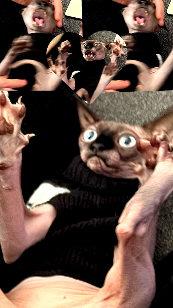 bunnyhazed archive image