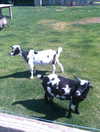 0nlygrlinthewrld Altpins Profile Picture