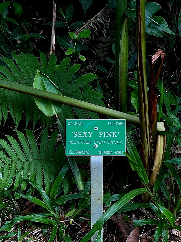 maori_cohen instagram image archive image