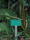 maori_cohen Altpins Profile Picture