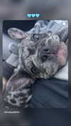 rott3nbambi Altpins Profile Picture
