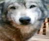 malmalirl Altpins Profile Picture
