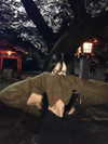 so33w.rin Altpins Profile Picture