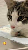 ptpchik Altpins Profile Picture