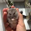 lilih Altpins Profile Picture