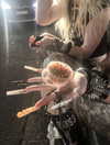 biohazard.g1rl Altpins Profile Picture