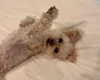 camimendes Altpins Profile Picture