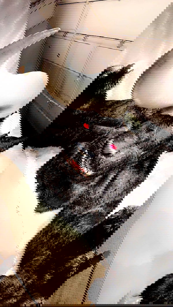 silkton image ~ Altpins