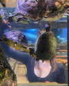 auddk_77 Altpins Profile Picture