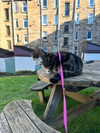 jahia_brown Altpins Profile Picture