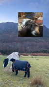 jahia_brown Altpins Profile Picture