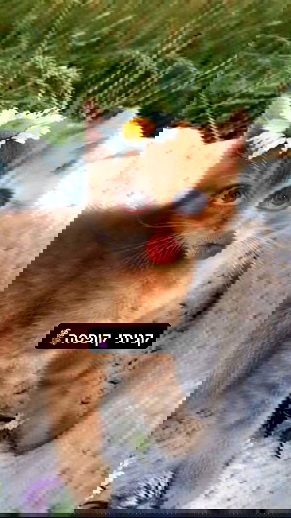 moonliliaght moonliliaght archive image