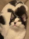 elowen.fawn Altpins Profile Picture