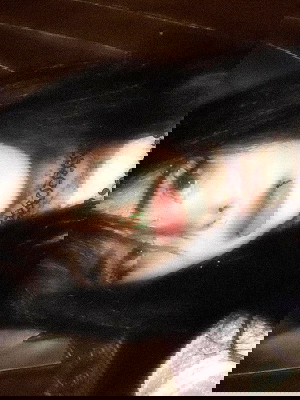 zommmbri zommmbri archive image