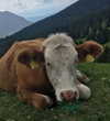 rott3nbambi Altpins Profile Picture