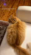 iheartpidge Altpins Profile Picture