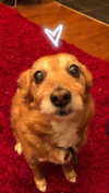 bat.wiings Altpins Profile Picture