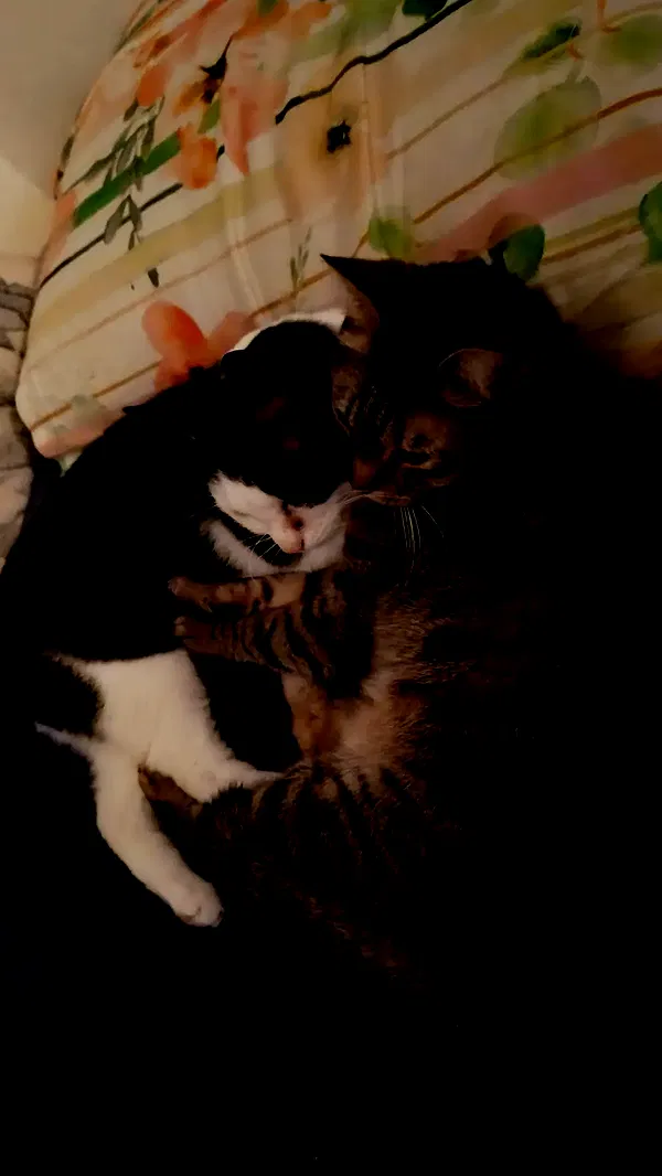 moonyyyya moonyyyya archive image