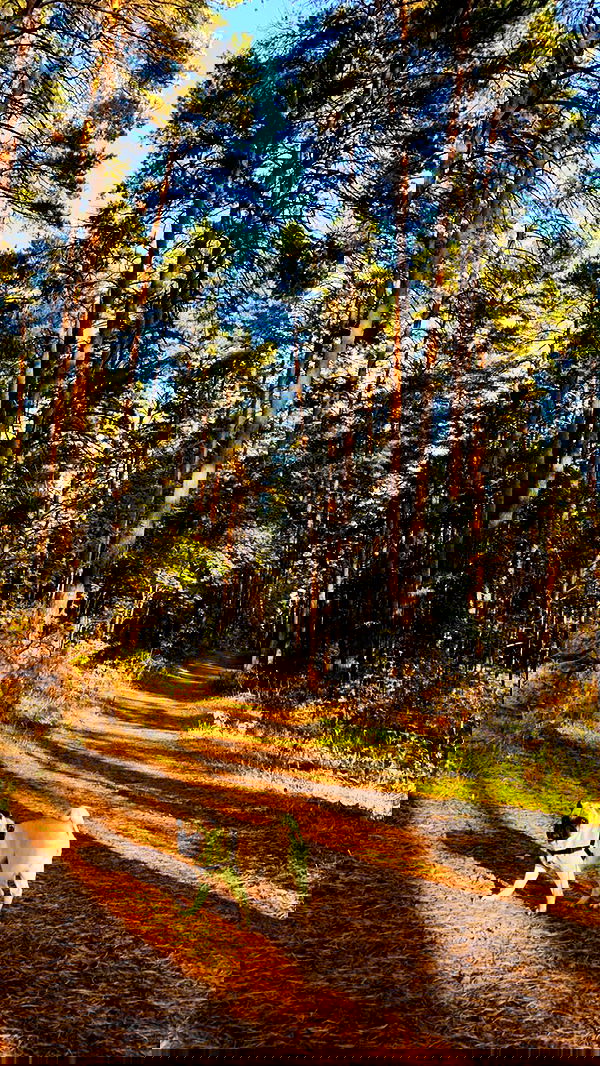 nyityam nyityam archive image