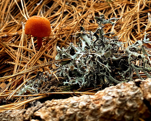 petite.carrot instagram image archive image