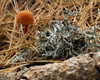 petite.carrot Altpins Profile Picture