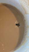 babynympho_archive Altpins Profile Picture