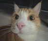 itsnokiiia Altpins Profile Picture