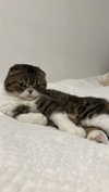 sonia_litvanchuk Altpins Profile Picture