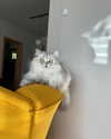 katrina.zaiceva Altpins Profile Picture
