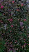 danafetishistova Altpins Profile Picture