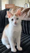 magg0tfleshh Altpins Profile Picture