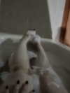 onlmeow Altpins Profile Picture