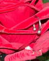 daryanedarya Altpins Profile Picture