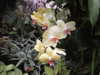 lolontlia Altpins Profile Picture