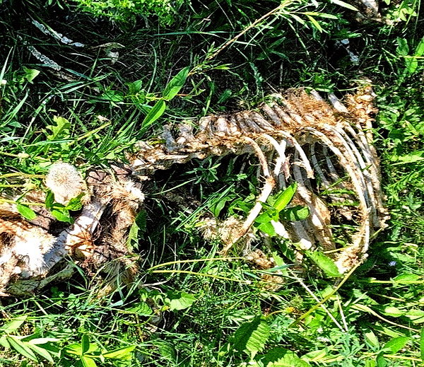 crocodile.notes instagram image archive image