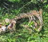 crocodile.notes Altpins Profile Picture