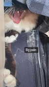 jahia_brown Altpins Profile Picture