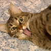 eveylith Altpins Profile Picture