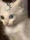 ellaexplicit_ Altpins Profile Picture