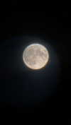 maori_cohen Altpins Profile Picture