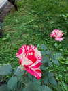 solzarubin_ Altpins Profile Picture
