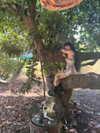 strawberryshanz Altpins Profile Picture