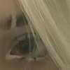 pavuk1_0 Altpins Profile Picture