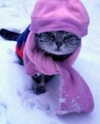 ellaexplicit_ Altpins Profile Picture
