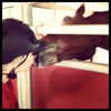 gigihadid Altpins Profile Picture