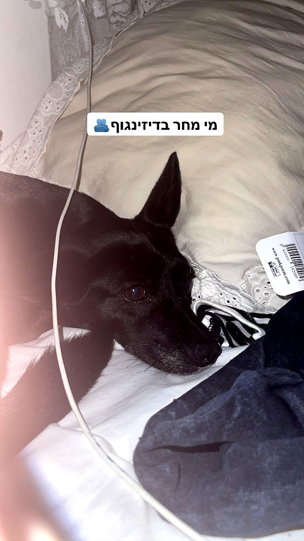 liliashaked instagram image archive image