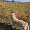 muze Altpins Profile Picture