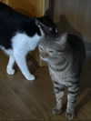 badthingalwaysg Altpins Profile Picture