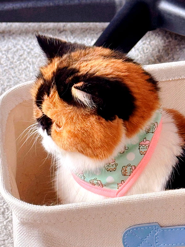 mewisa instagram image archive image